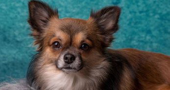 Las mascotas ideales para Libra - LibraHoy.net